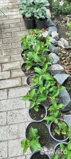 Вейгела цветущая