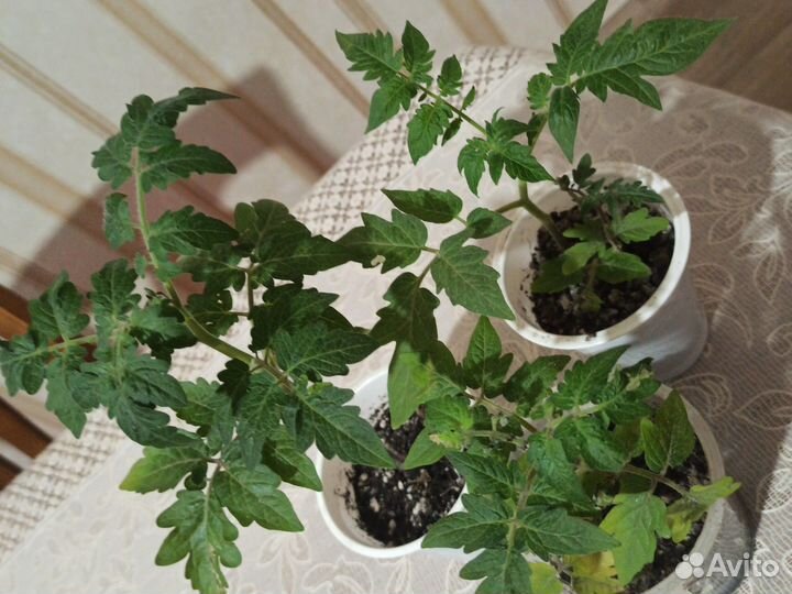 Рассада помидор