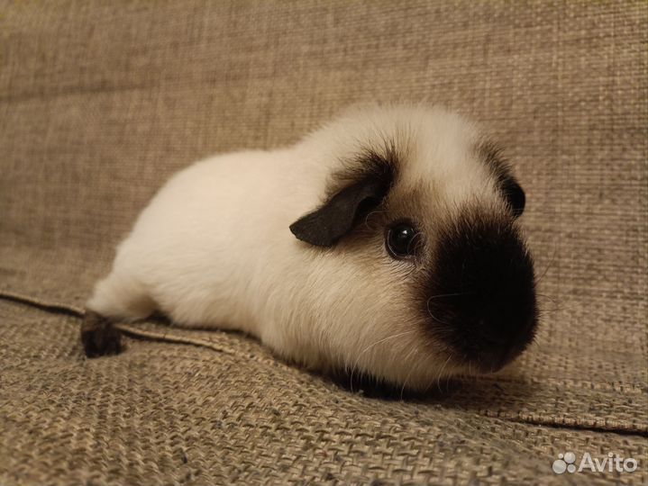 Морская свинка Калифорния