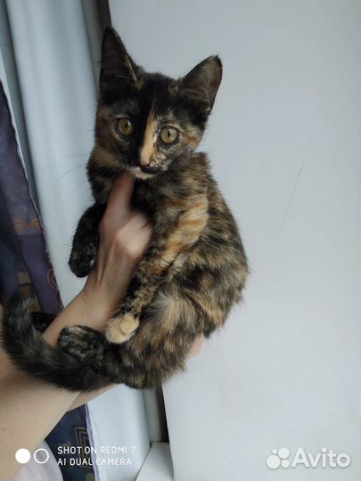 Кошки котята кошечки с доставкой