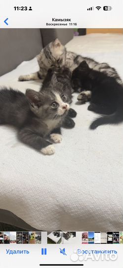 Шотландская кошка в добрые руки