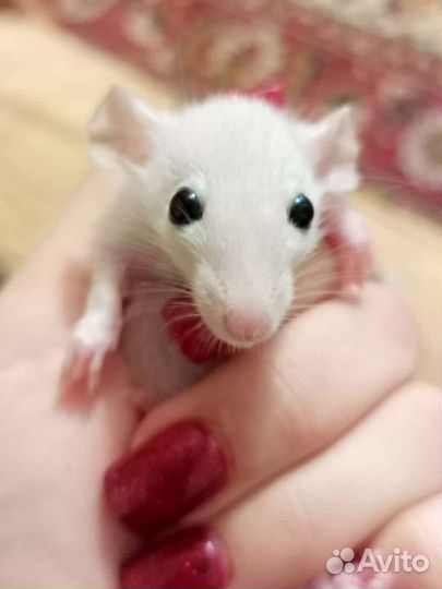 Декоративная крыса дамбо