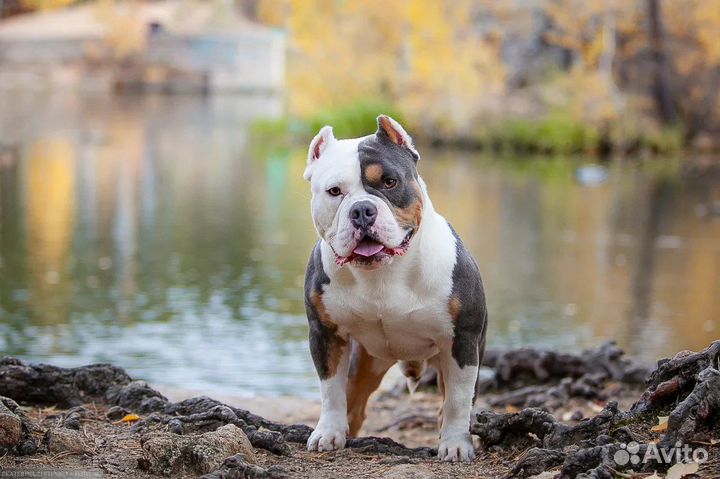 Американский булли,вязка