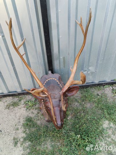 Рога оленя