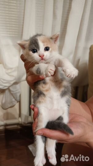 Котята ищут дом