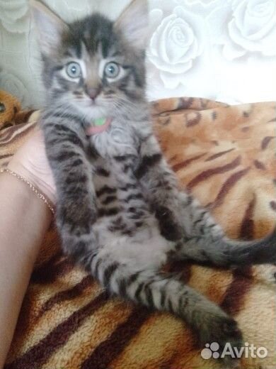 Котята в добрые руки бесплатно