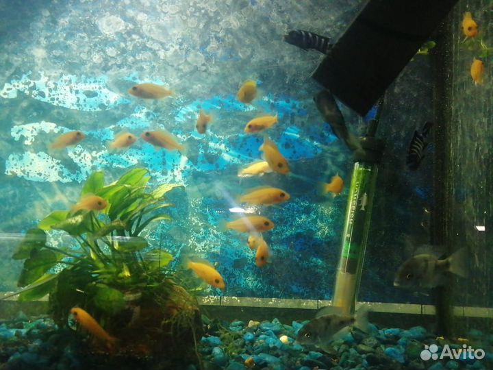 Рыбки цихлиды