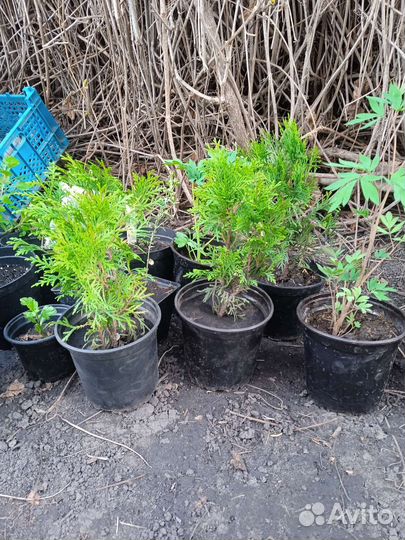 Туя Даника(шар). Жасмин крупн. Гейхера