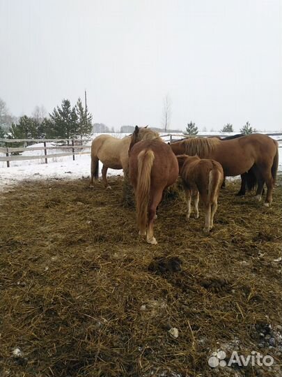 Продам лошадей
