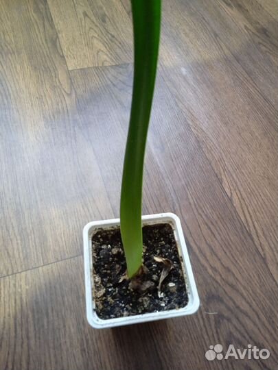 Гиппеаструм