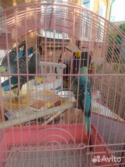 Волнистый попугай