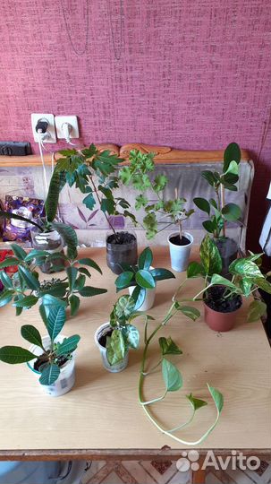 Комнатное растение