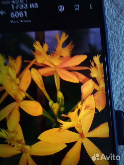 Орхидея Эпидендрум