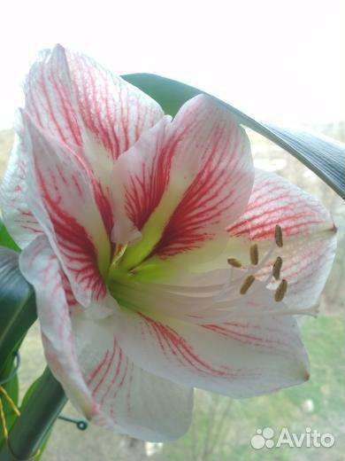 Гиппиаструм семена