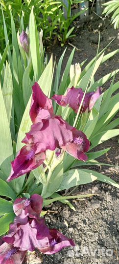 Ирисы бородатые