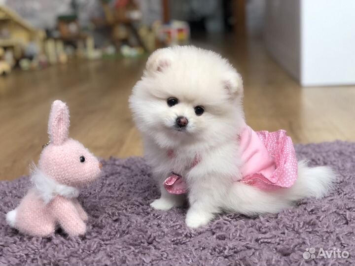 Щенки померанского шпица