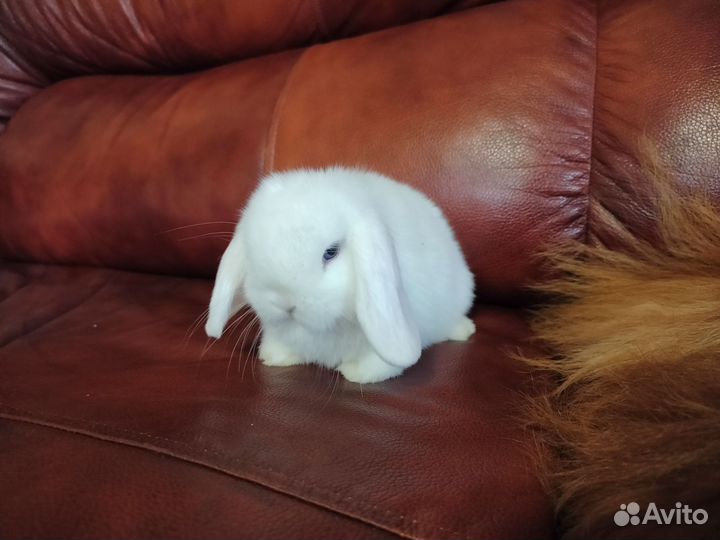 Минилоп мальчик. Белый голубоглазый чистопородный