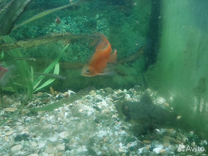 Аквариум