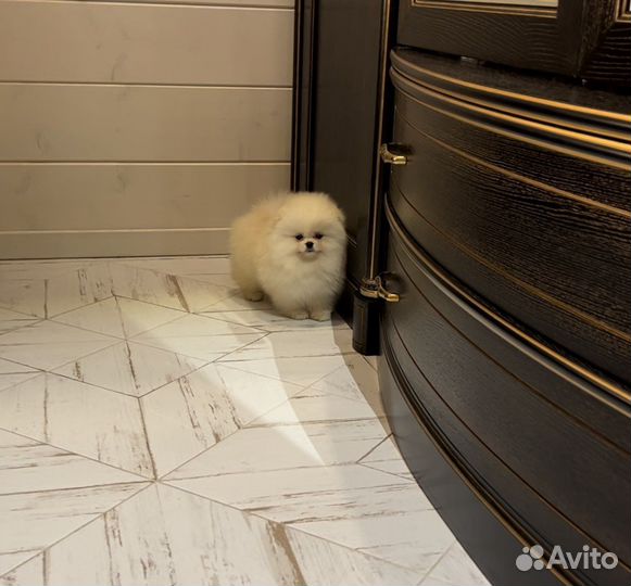 Шпиц micro mini большой выбор