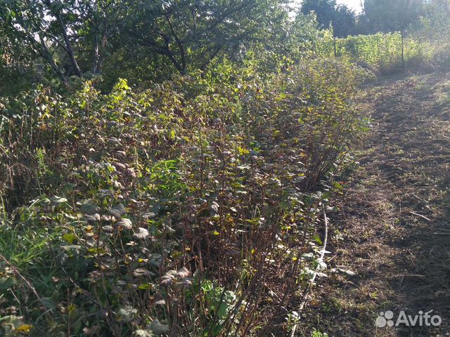 Рассада красной смородины