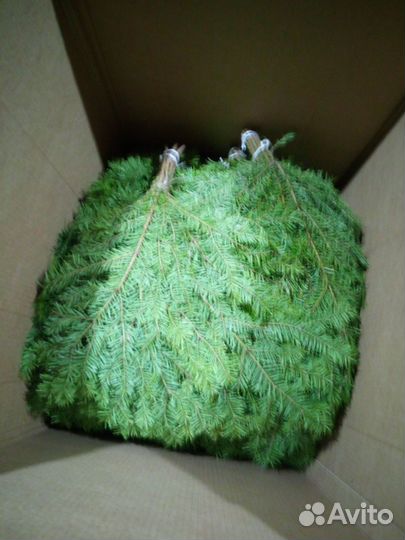 Березовые,липовые и пихтовые веники продаю