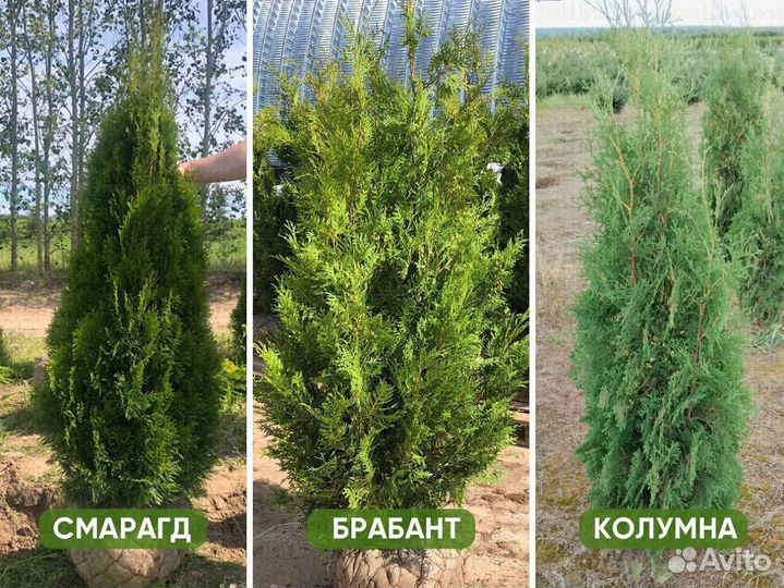 Туя Смарагд, Колумна, Брабант от 15шт. Доставка