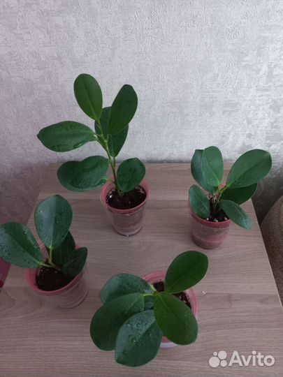 Фикусята мокламе(моклейм)