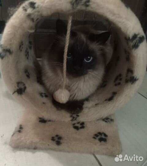 Когтеточка для кошек