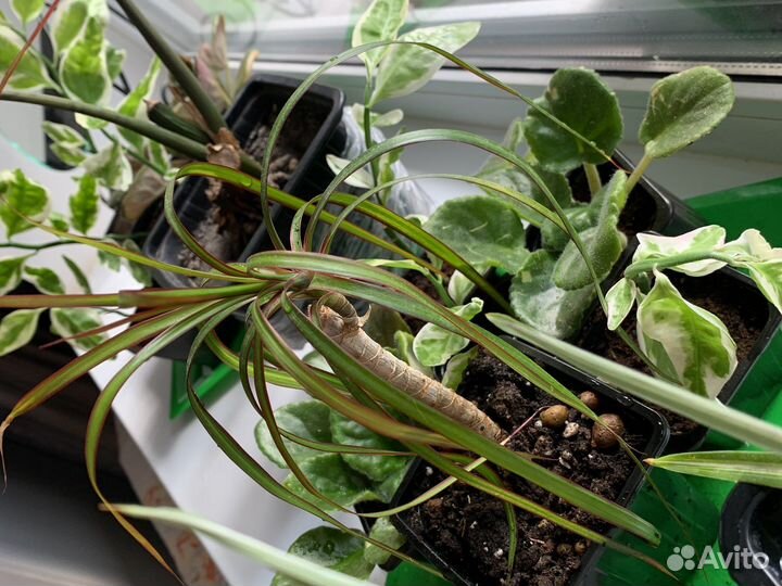 Горшечные домашние растения