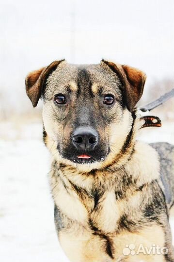 Собака в добрые руки. Ярик ищет семью