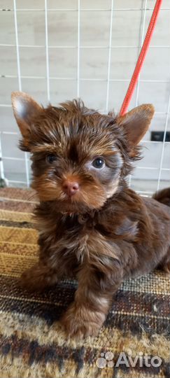 Щенки йорики