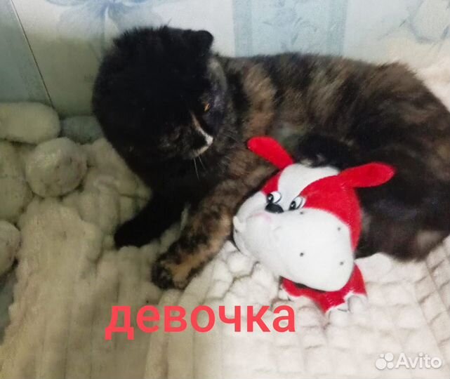 Кошечка