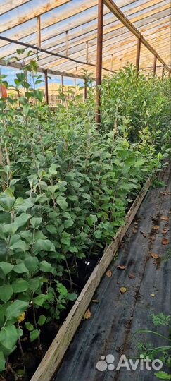 Саженцы плодовых деревьев и кустарников