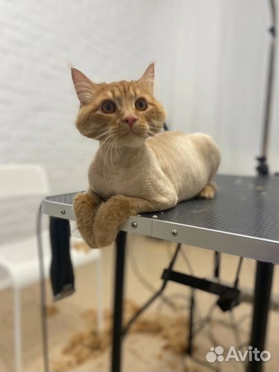 Стрижка собак и кошек без наркоза. Грумер