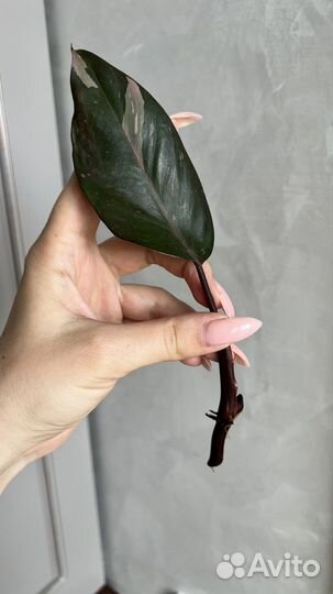 Филодендрон розовая принцесса