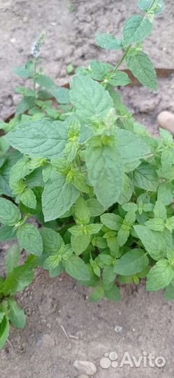 Мята сортовая