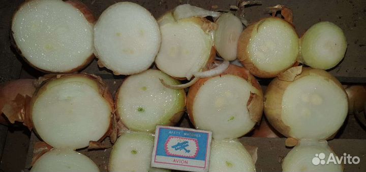 Лук на зелень(на перо)