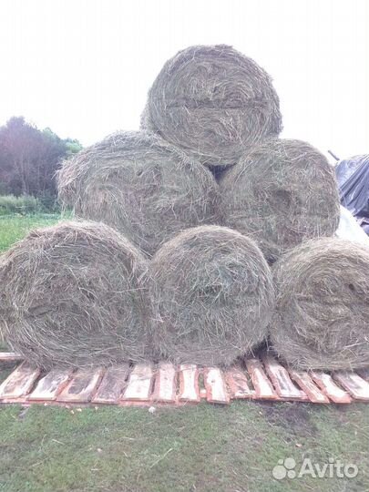 Сено в тюках