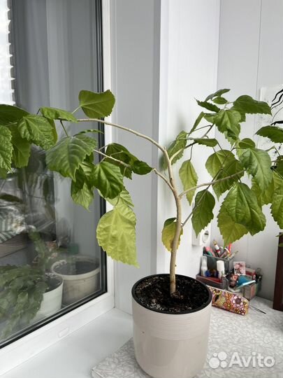 Китайская роза