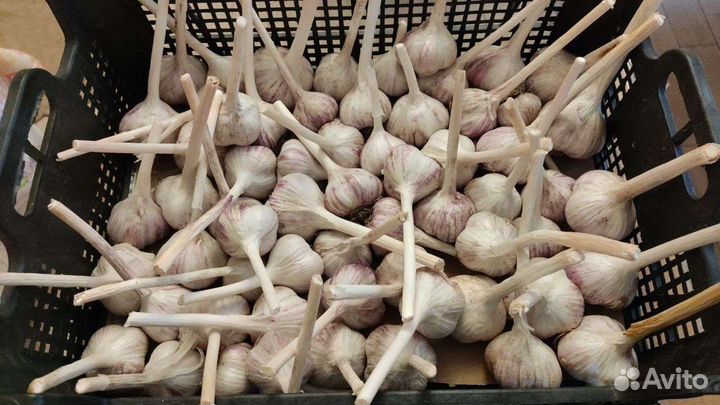 Озимый чеснок, сорт Любаша