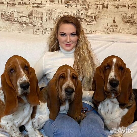 Бассет -хаунда щенки РКФ