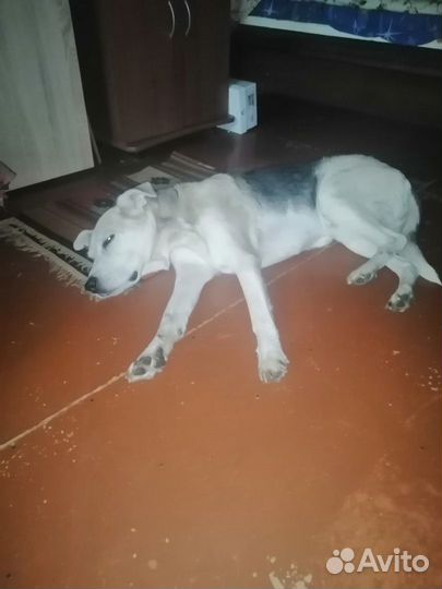 Отдам собаку в добрые руки