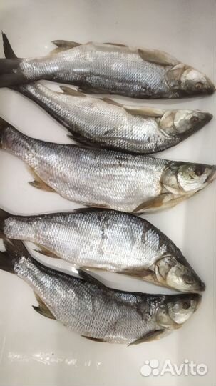 Жерех вяленый (сухого посола)