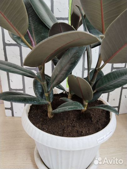 Фикус эластика