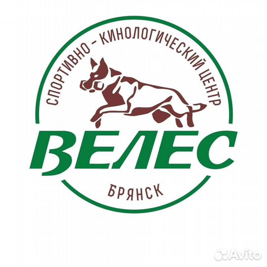 Дрессировка собак в Брянске и области