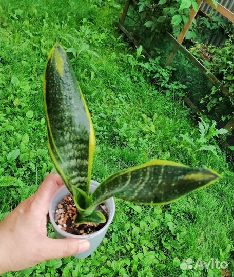 Сансевиерия сортовая