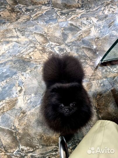 Вязка Померанский шпиц мини черный