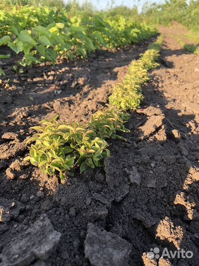 Декоративные растения