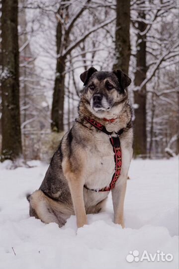 Собака в добрые руки