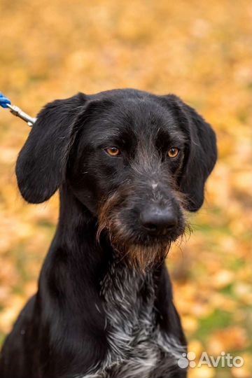 Бруно ищет дом